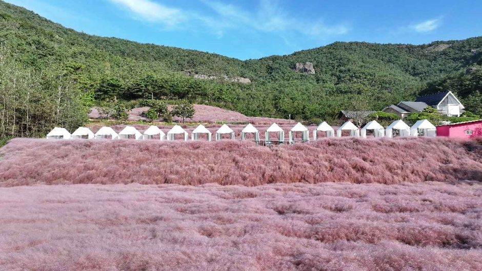 고창 핑크뮬리 축제