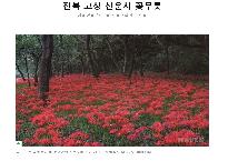 전북고창선운사꽃무릇축제.jpg
